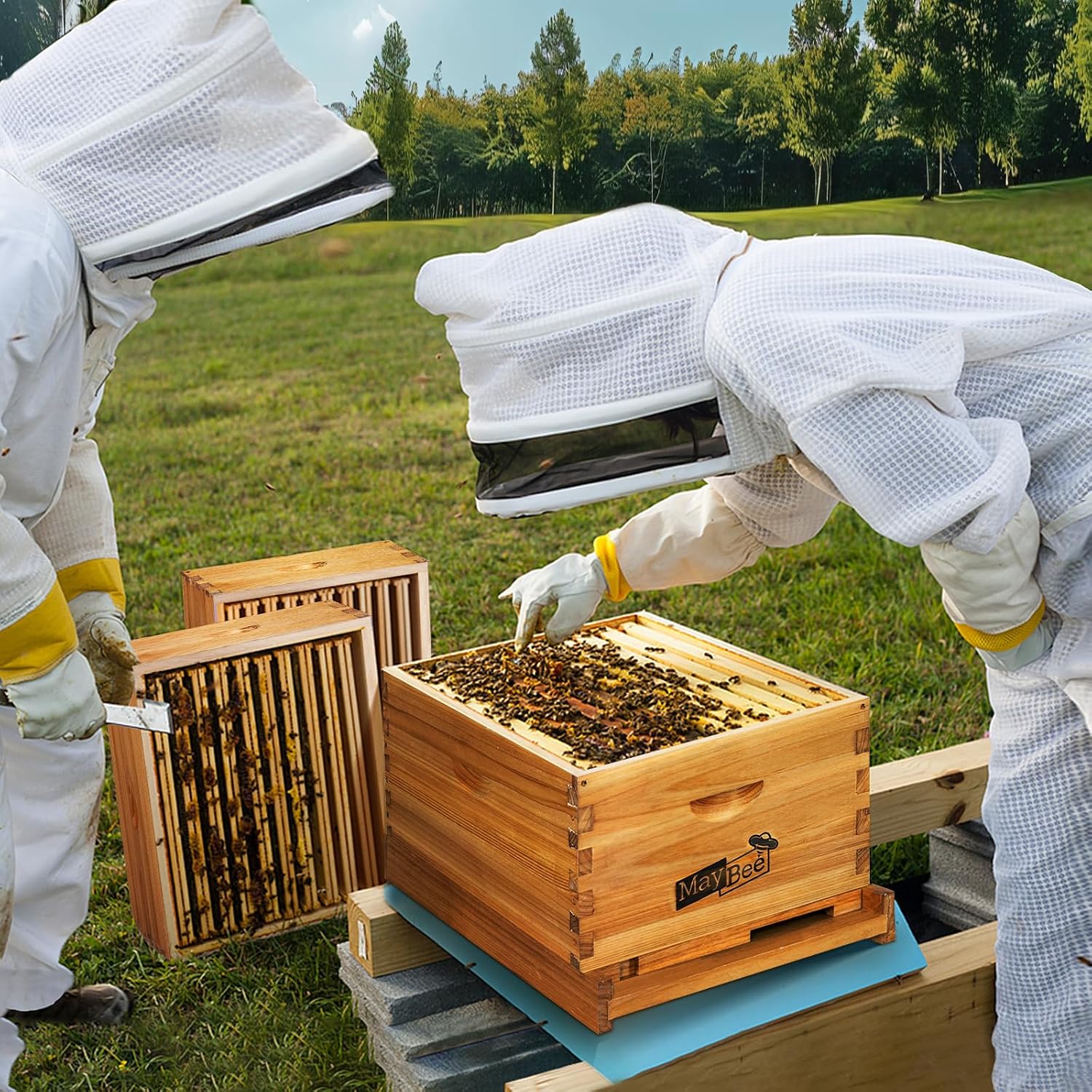 Kit de ruches 8 cadres avec ca - Beehive Frame Wax avis et prix